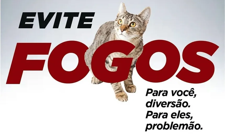 Para proteger pets do barulho no São João, Conselho Regional de Veterinária lança campanha 