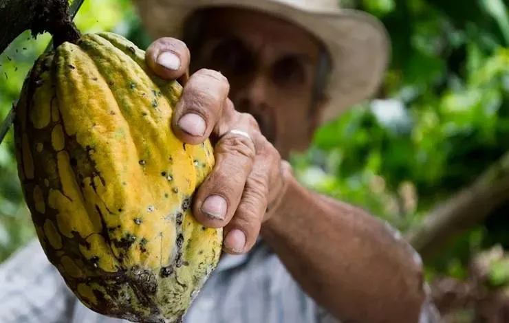 Importância do cacau na Bahia: tradição, economia e futuro da produção; Ilustrativa/Pexels
