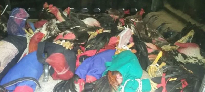 BRIGAM ATÉ A MORTE: Polícia fecha ‘rinha’ de galos no Recôncavo Baiano