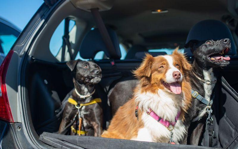 A Lei Federal n&ordm; 9.605/1998 (Lei de Crimes Ambientais) j&aacute; prev&ecirc; puni&ccedil;&otilde;es para maus-tratos a animais, podendo resultar em deten&ccedil;&atilde;o e multa/Foto: Freepik