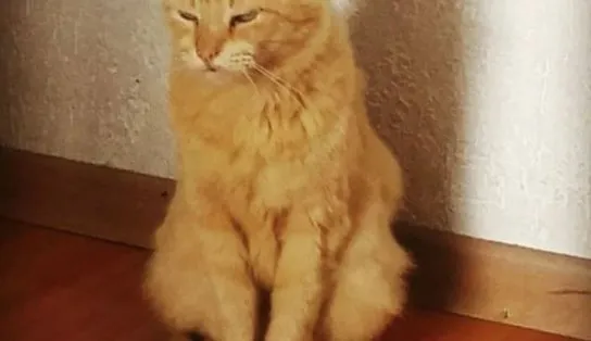 Mulher denuncia ex-marido por invadir apartamento e roubar 19 gatos; homem se recusa a dizer onde os animais estão