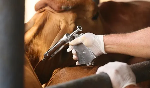 Vacinação contra febre aftosa termina em novembro; expectativa é que gado não precise mais ser vacinado em dois anos