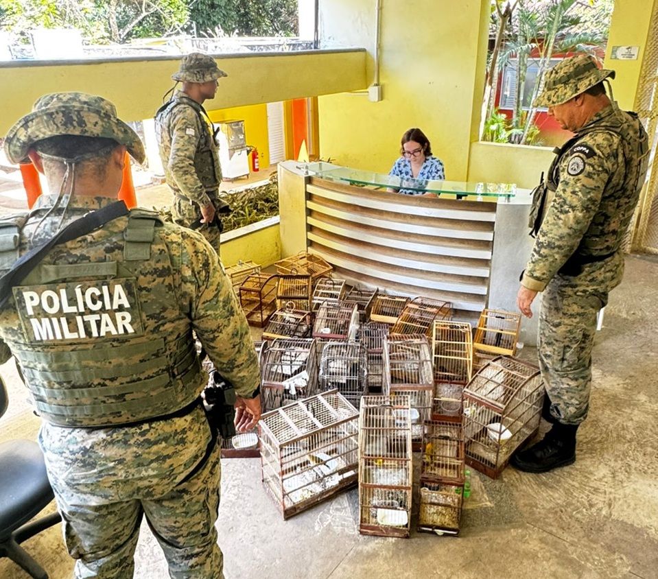 Polícia Ambiental Apreende Mais De 27 Aves Silvestres Em Santo Amaro