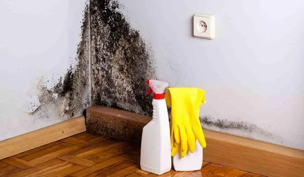 Inverno e umidade: confira cinco dicas para evitar mofo e prevenir doenças respiratórias 