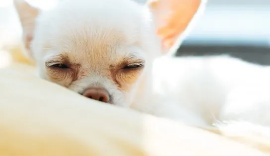 Alba pode criar campanha de prevenção da crueldade contra os animais