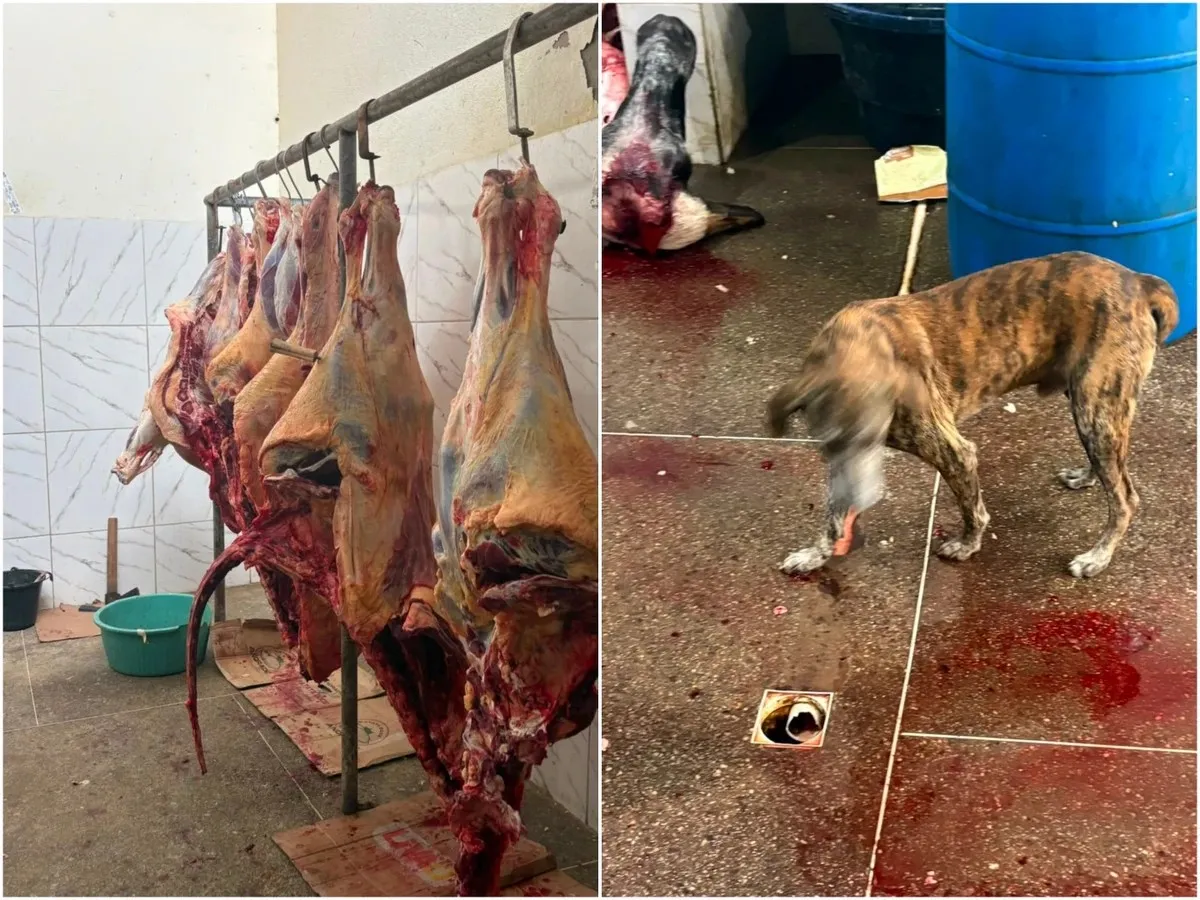 Polícia Militar apreende 800 kg de carne imprópria para consumo na Bahia