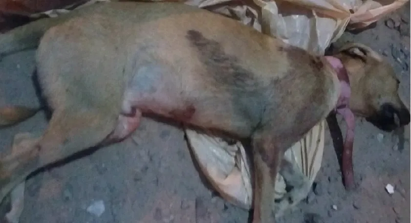 PM diz que agente foi mordido antes de balear cachorros durante operação no Lobato