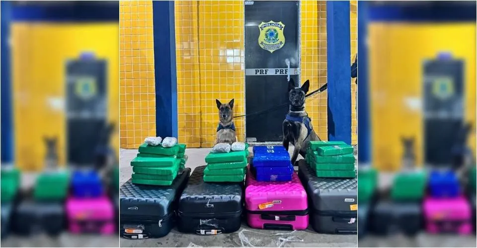 Mulheres são presas transportando mais de 50 kg de drogas em ônibus de viagem
