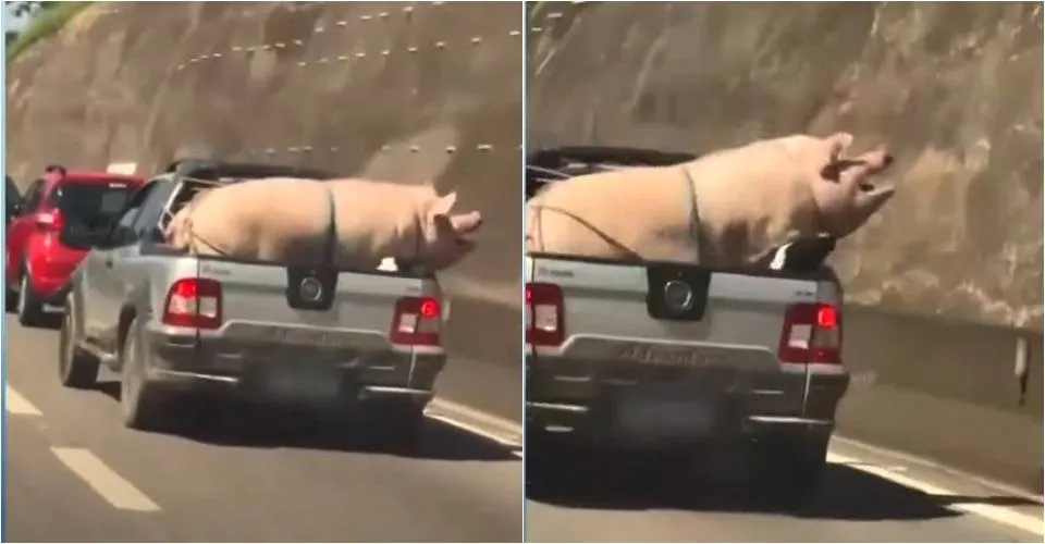 Porco e cabrito são transportados no fundo de caminhonete em rodovia de São Paulo