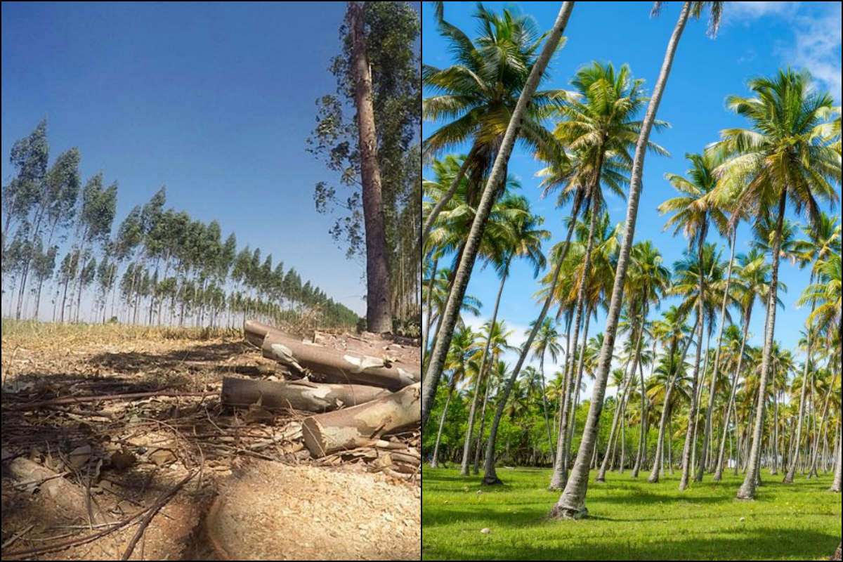 Plantação de eucálipto x plantação de coco. Foto: Ilustrativa