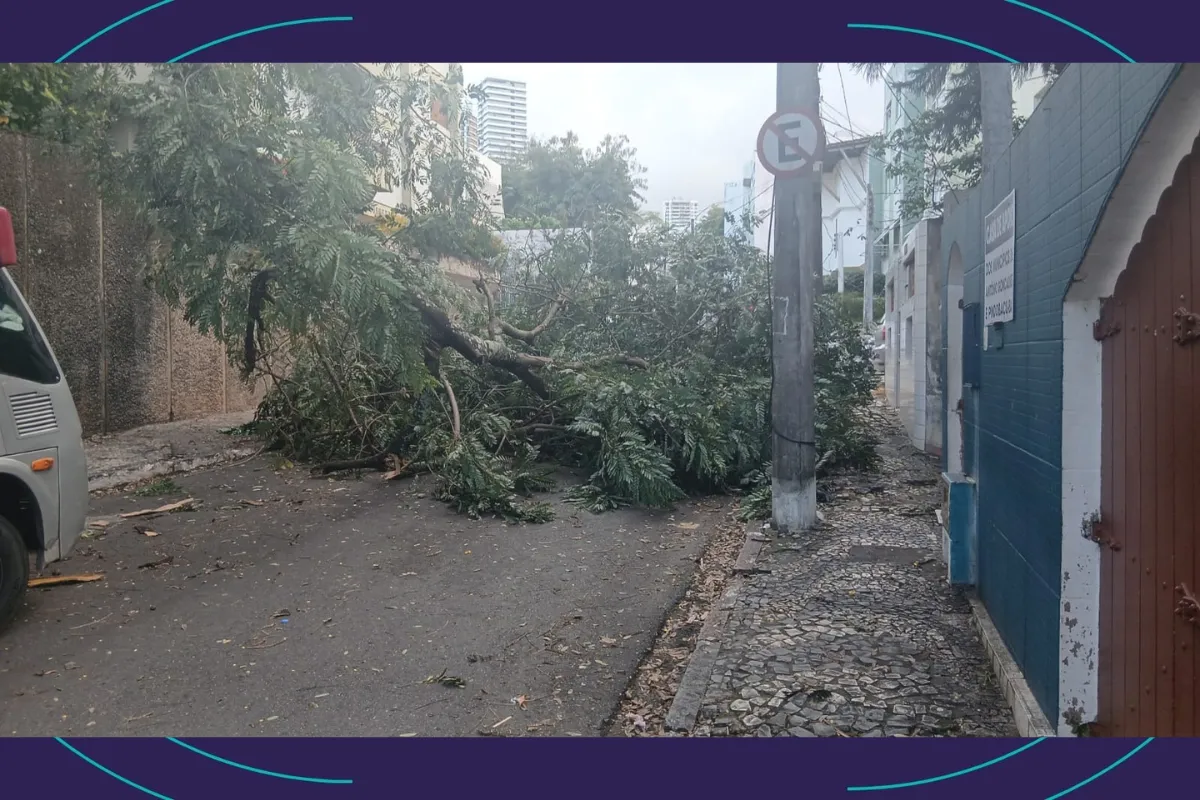 Árvore cai e interdita rua no bairro do Rio Vermelho, em Salvador 