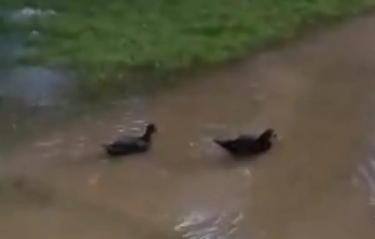 Patos nadam em rua alagada na UFBA após fortes chuvas em Salvador