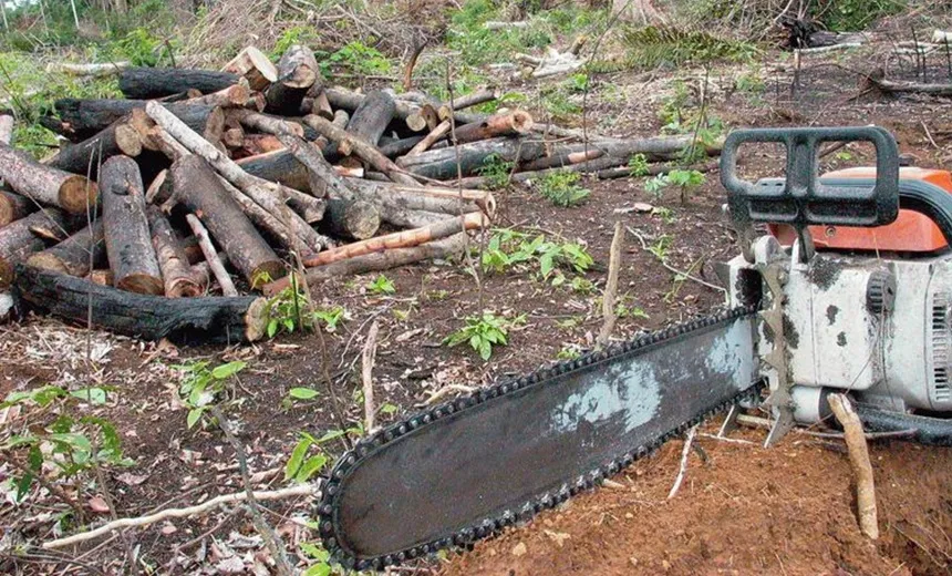 Desmatamento na Amazônia é comandado por redes criminosas, diz ONG