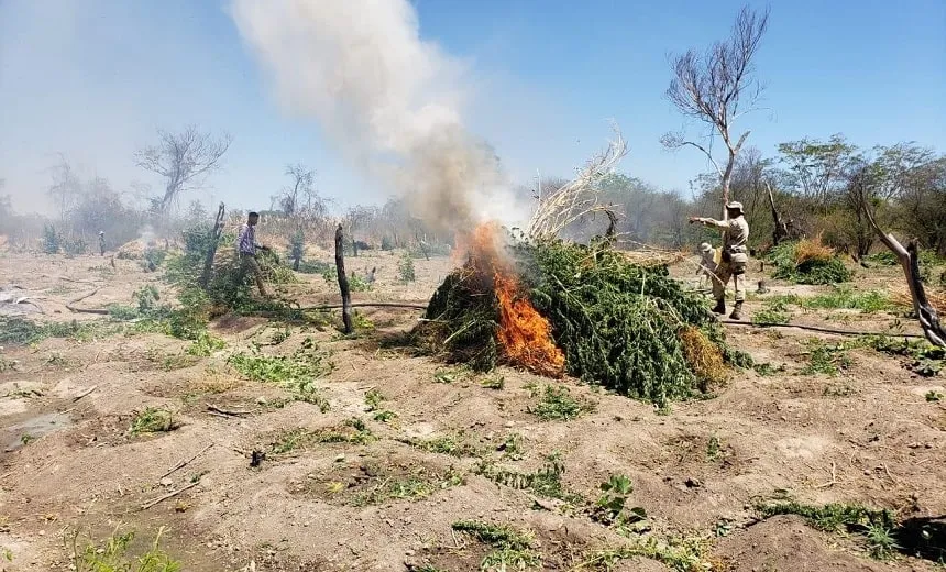 Vídeo: polícia erradica roça com mais de 30 mil pés de maconha em Cotegipe; três suspeitos morrem em confronto