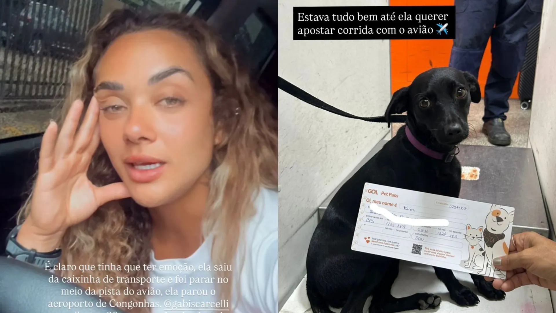 Cachorra adotada na Bahia foge da caixa de transporte no aeroporto e corre na pista