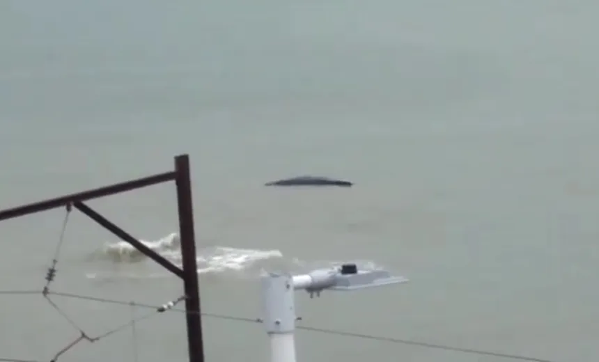Baleia jubarte é encontrada morta na praia de Plataforma, em Salvador