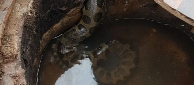 ‘ELA É VENENOSA’: Cobra é flagrada dentro de bueiro em Stella Maris; Veja vídeo