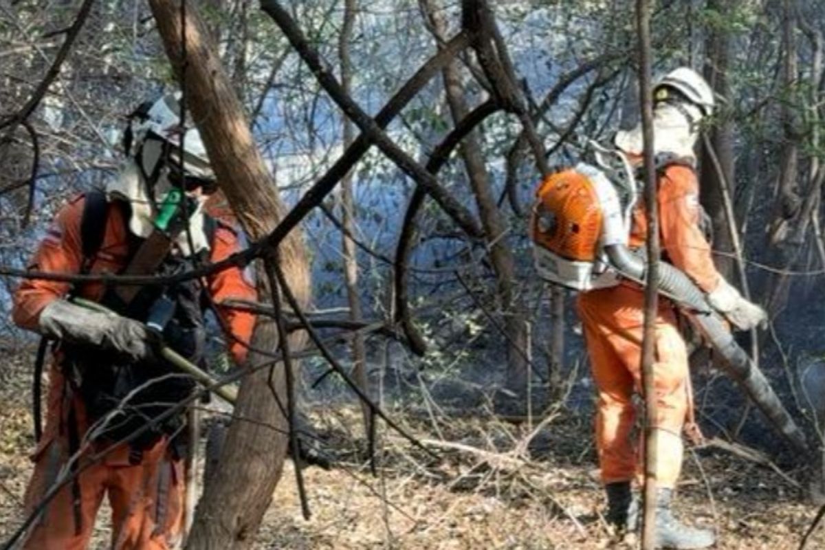 Incêndios florestais na Bahia. Foto: Reprodução