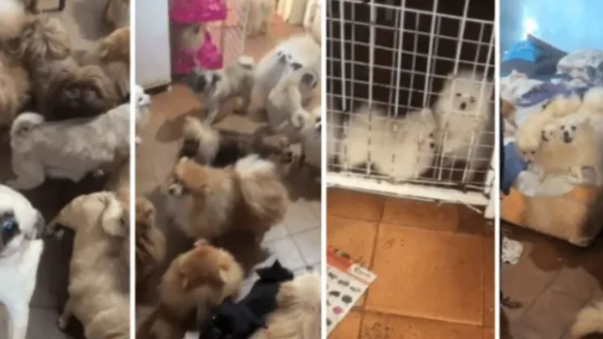 Foto: Divulgação/SSP -SP