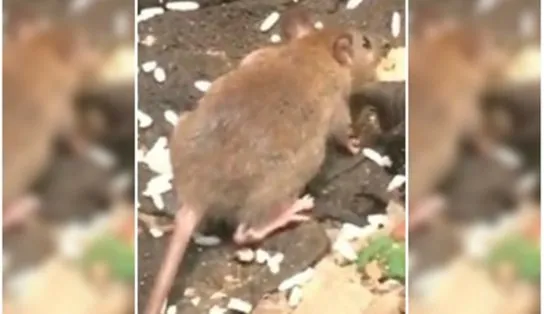 Moradores do Alto do Cabrito sofrem com ratos e mau cheiro de esgoto a céu aberto