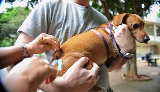 Mutirão de vacina que protege cachorros contra 10 doenças acontece no Parque da Cidade; saiba como levar seu pet