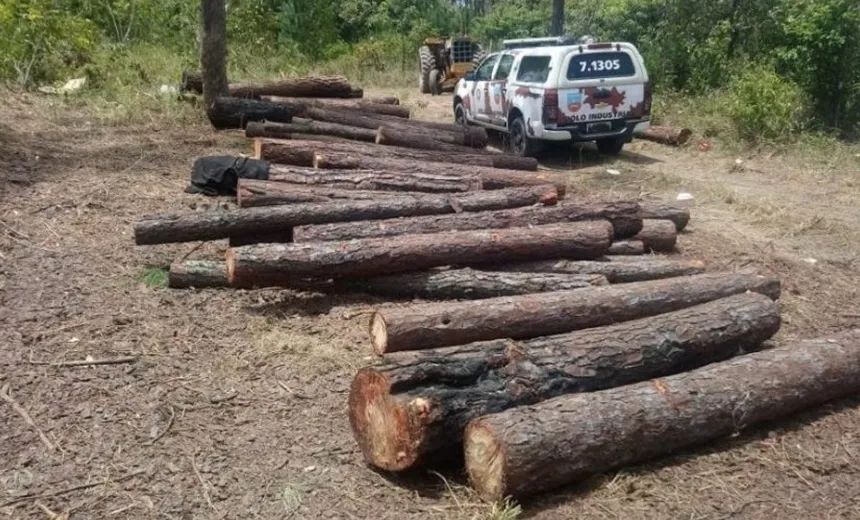 Onze pessoas são presas por desmatamento ilegal em Camaçari
