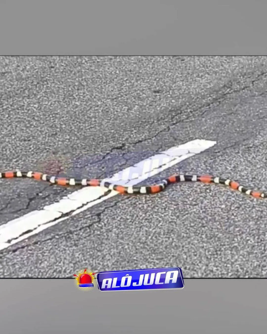 Cobra-Coral é flagrada nos arredores de shopping em Salvador; confira o vídeo