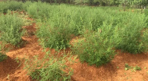 Com descriminalização da maconha, governo organiza nova política de drogas