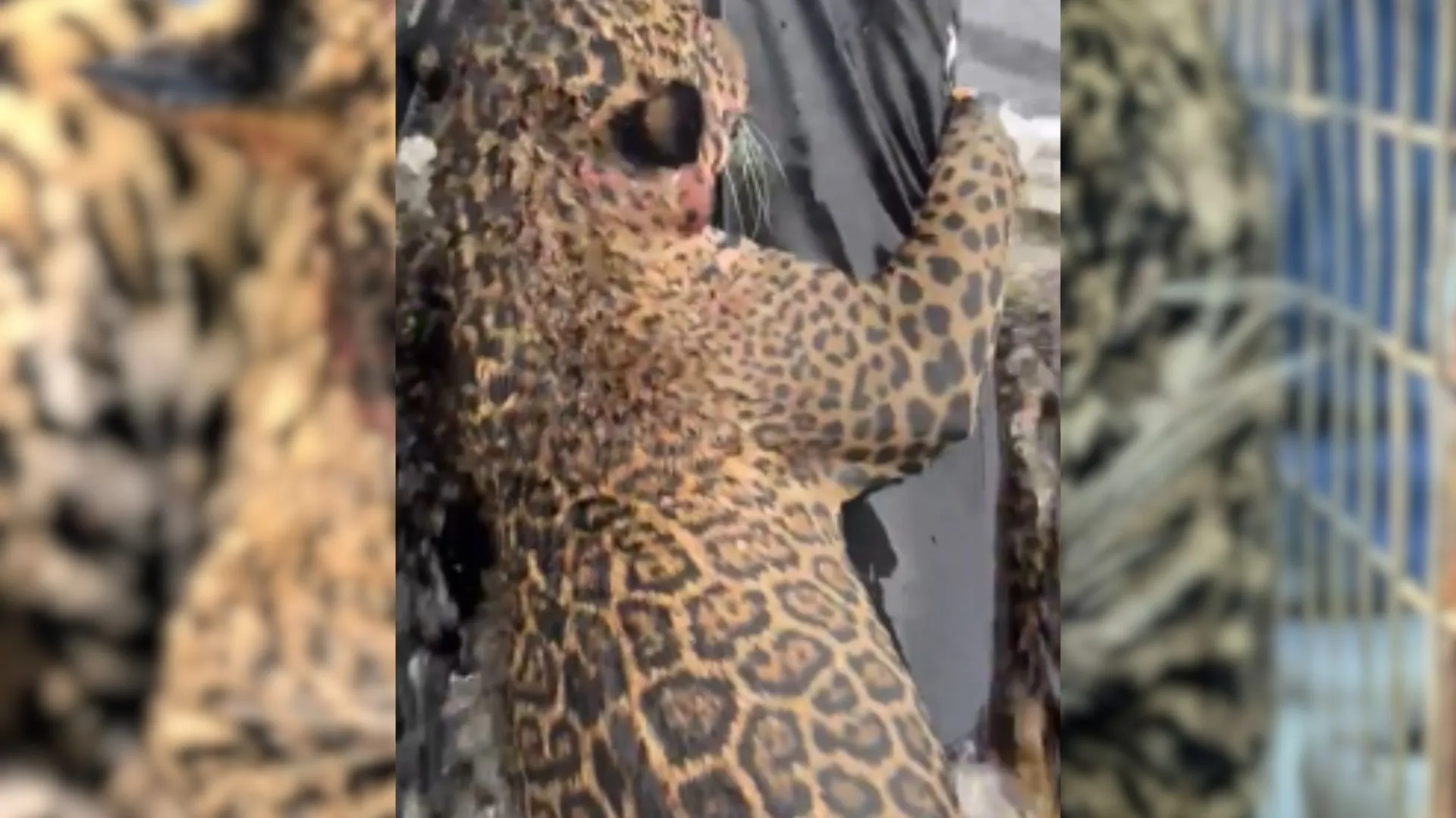 Onça-pintada foi alvejada principalmente no crânio e no pescoço