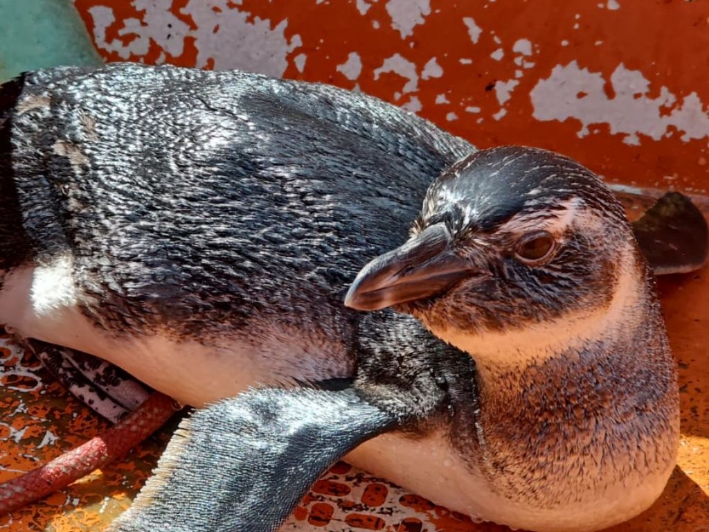O pinguim foi encontrado por populares na Marina de Aratu e resgatado por policiais da Coppa. Foto: PMBA