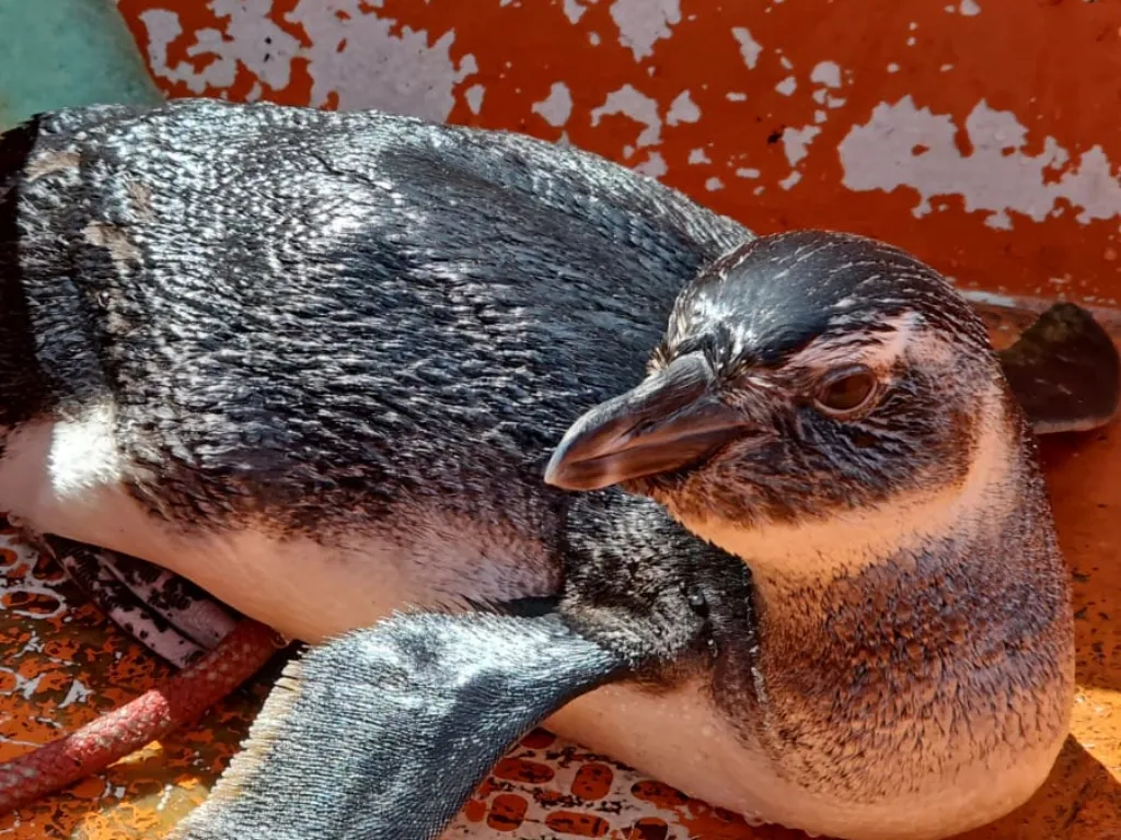 Pinguim é encontrado e resgatado na Marina de Aratu, na RMS