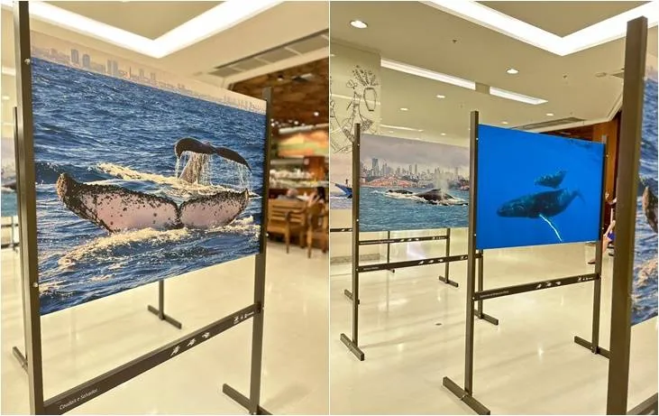 Shopping recebe a exposição fotográfica Baleias Urbanas Soteropolitanas