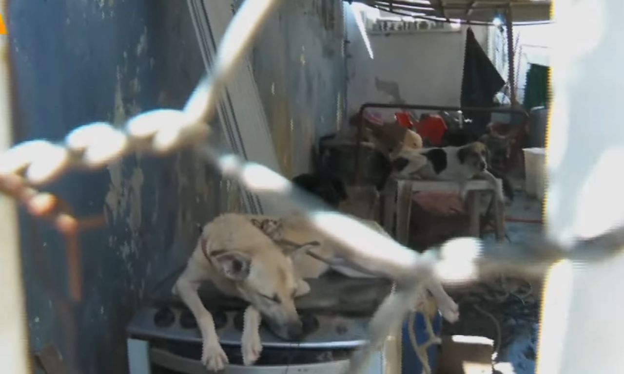 Moradores denunciam supostos maus-tratos a animais em Salvador. Foto: TV Aratu