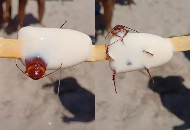 Barata é flagrada dentro de picolé no Rio de Janeiro | Reprodução/Redes Sociais