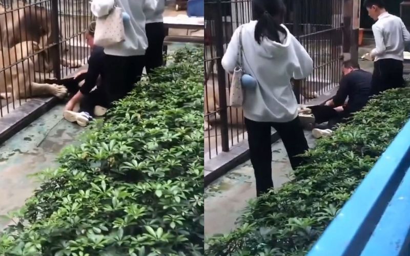 Especialistas alertam que grades inadequadas e supervis&atilde;o insuficiente aumentam riscos em zool&oacute;gicos/Foto: Reprodu&ccedil;&atilde;o