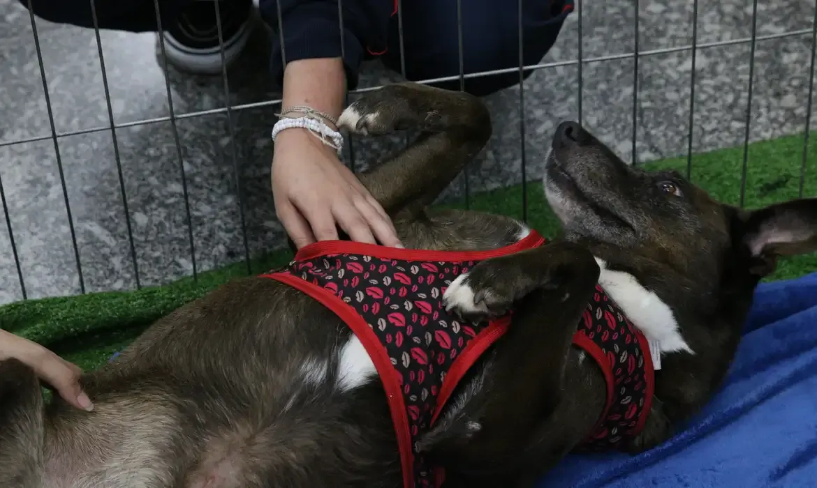  Projeto propõe multa por abandono de animal na Bahia; Rovena Rosa/Agência Brasil
