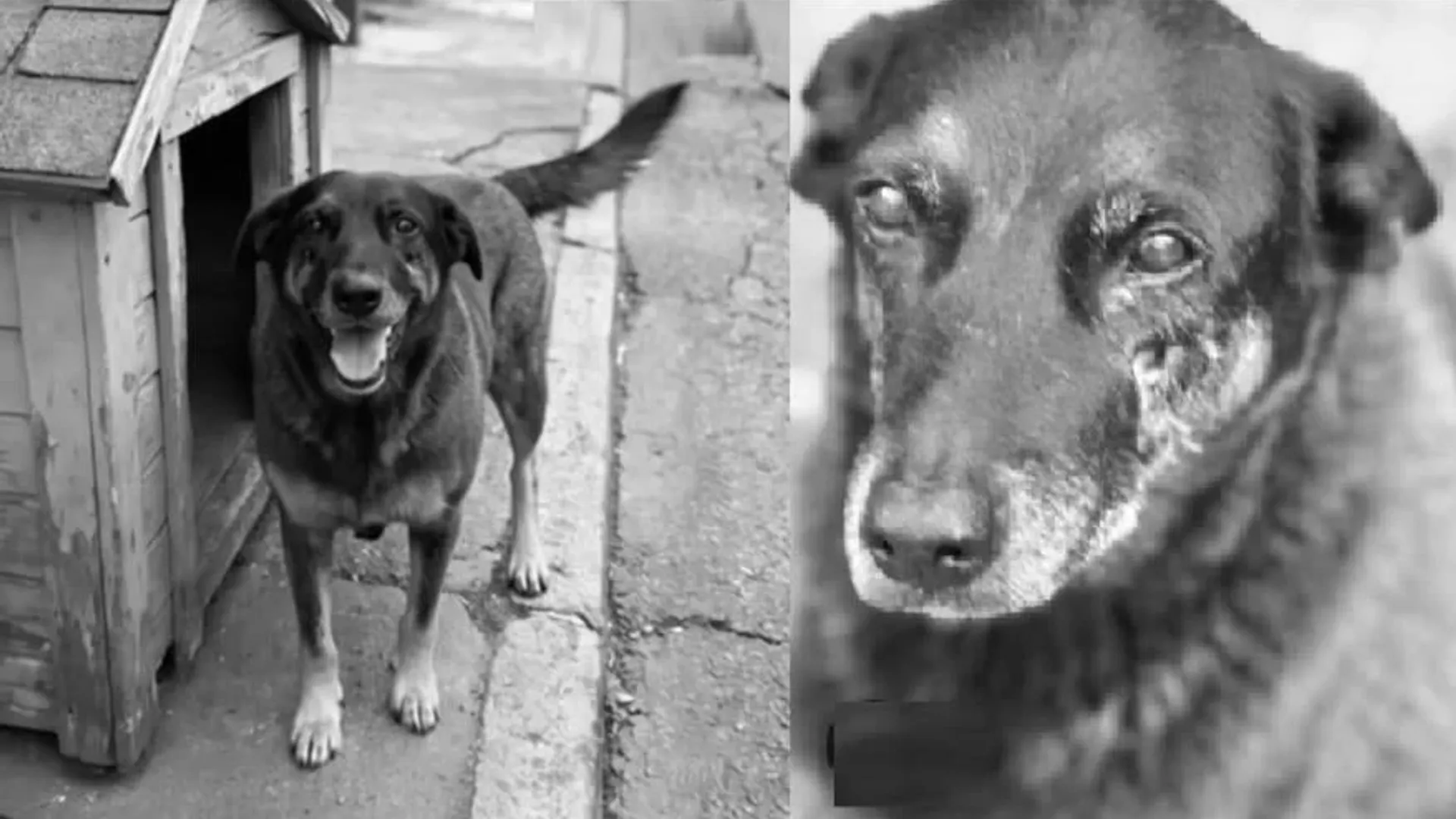 C&atilde;o comunit&aacute;rio, Orelha era cuidado por moradores h&aacute; cerca de 10 anos