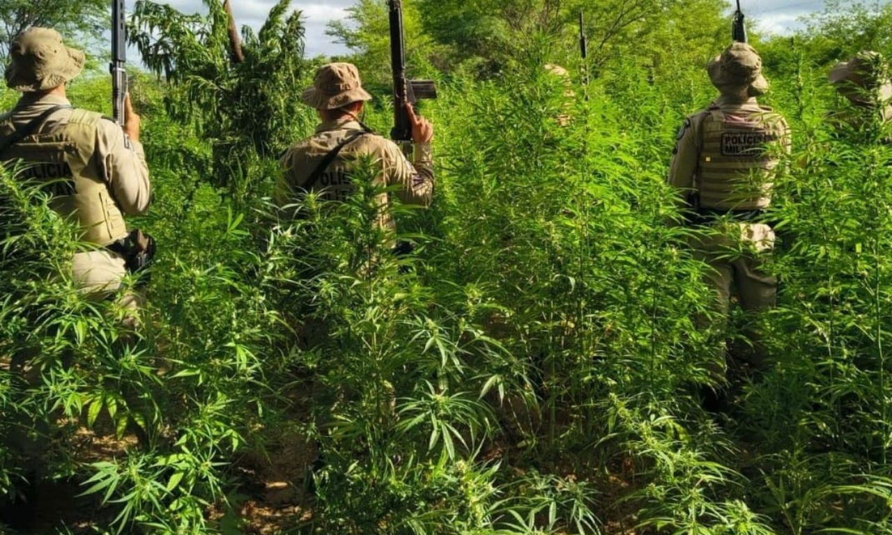 Polícia destroí 26 mil pés de maconha. Foto: SSP-BA