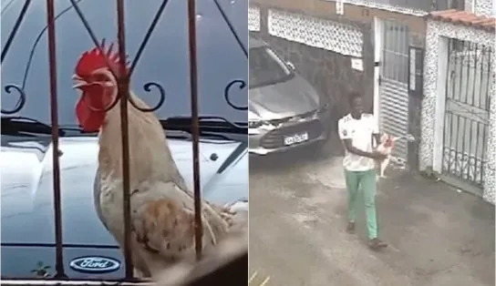 Galo Cleitinho, sequestrado em Brotas, é devolvido para comunidade