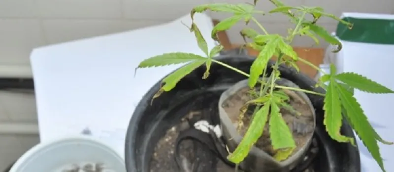 ERVA MALDITA: Adolescente e uma mulher são presos acusados de tráfico; Ela cultiva pés de maconha em casa
