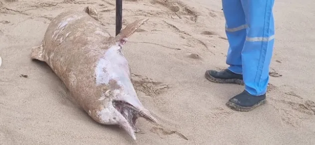 Golfinho é encontrado morto Stella Maris, em Salvador