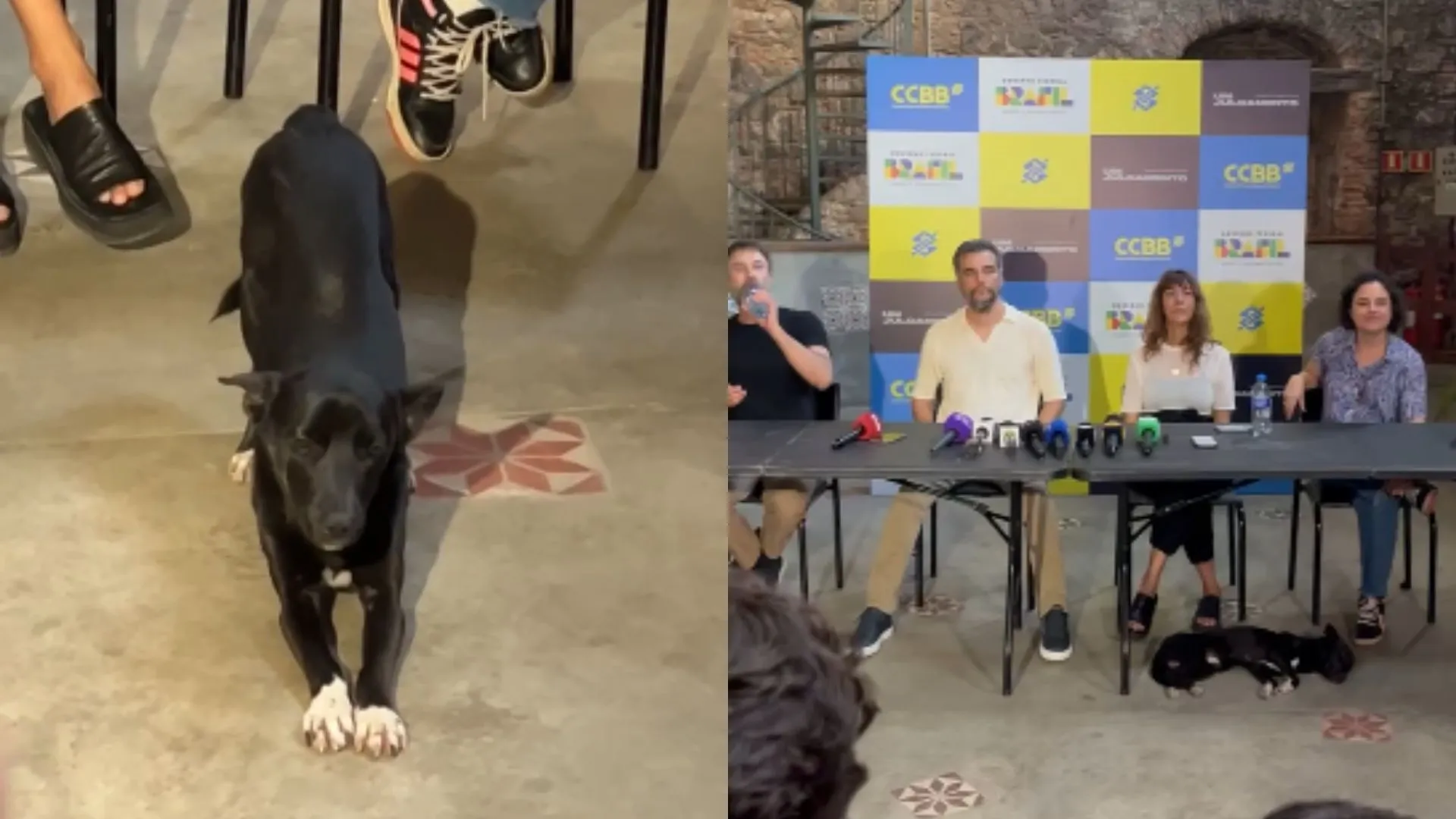 Cachorrinho preto roubou a cena durante coletiva de peça com Wagner Moura em Salvador