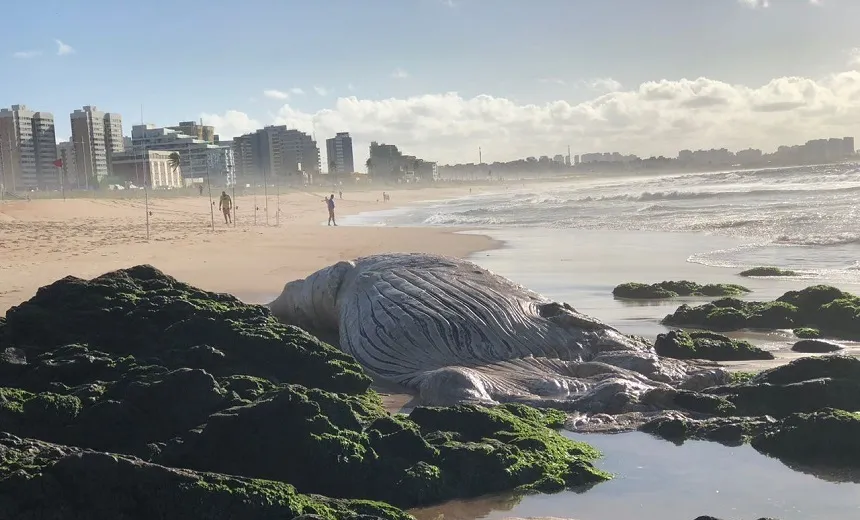 Após um dia, baleia jubarte encontrada morta continua na Praia de Armação