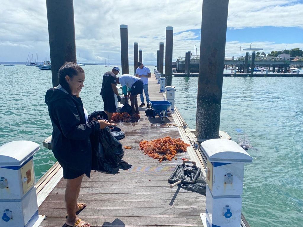 Espécie Invasora De Coral É Removida Da Baía De Todos Os Santos Em Ação Na Ilha De Itaparica