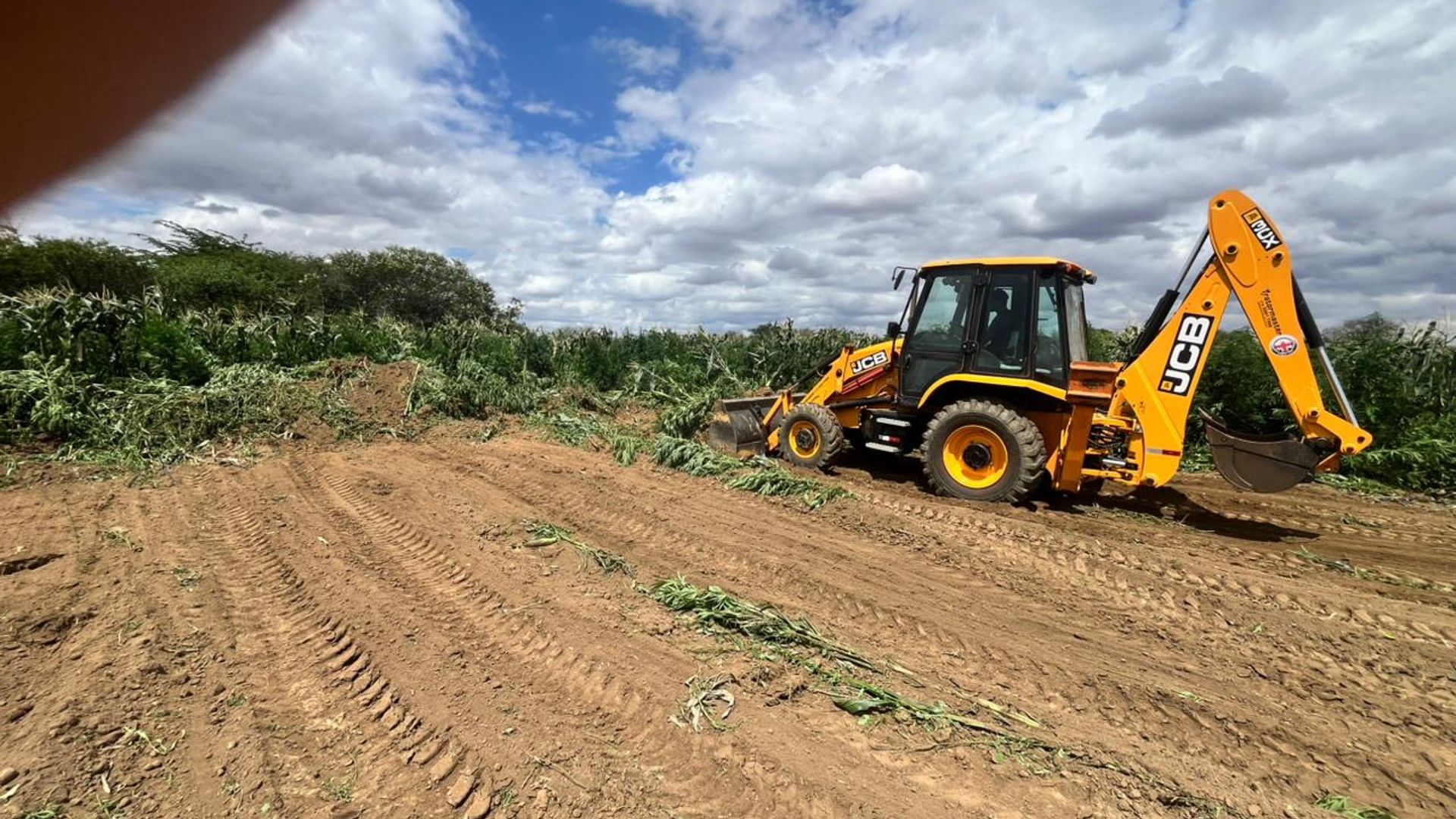Erradicação de 200 mil pés de maconha em Barro Alto, Bahia | Foto: Cipe