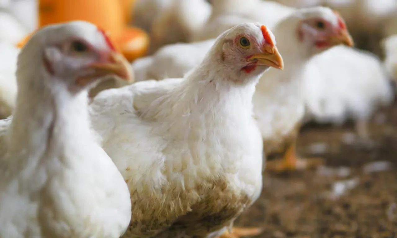 Países suspendem importação de carne de frango do Brasil; entenda 