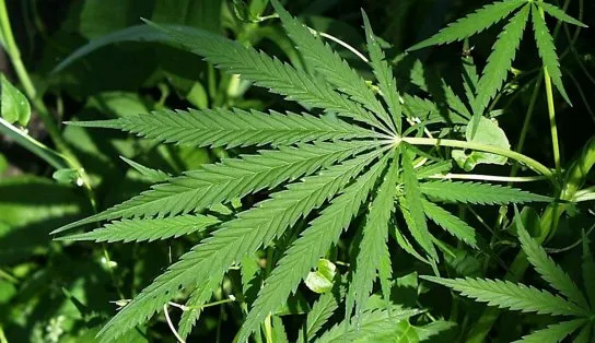 Você sabia que maconha para fins medicinais não inclui plantio no quintal? O Aratu On Explica para você