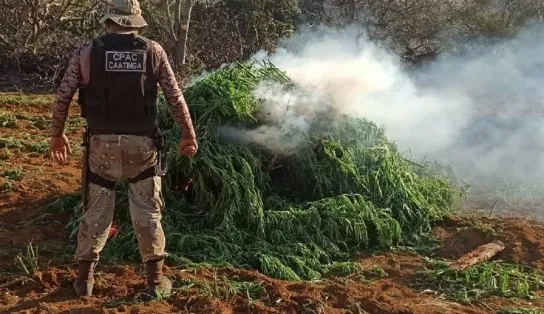 Terra Limpa: operação da PM erradica 90 mil pés de maconha em Sento Sé