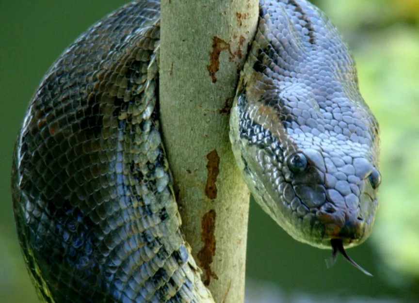 A COBRA CONGELOU NO FRIO: Não é piada. É real. Veja imagem!