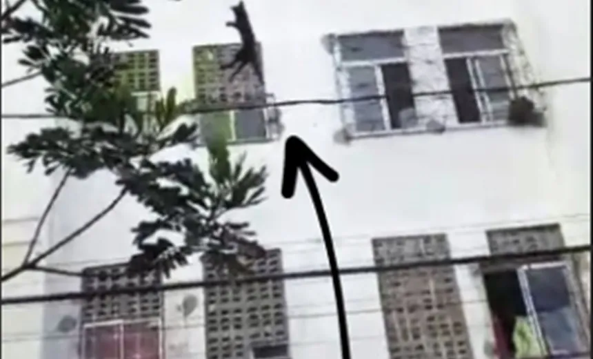Vídeo: jovem arremessa gato pelo muro e ironiza: “quem nunca fez mal a um animal?”